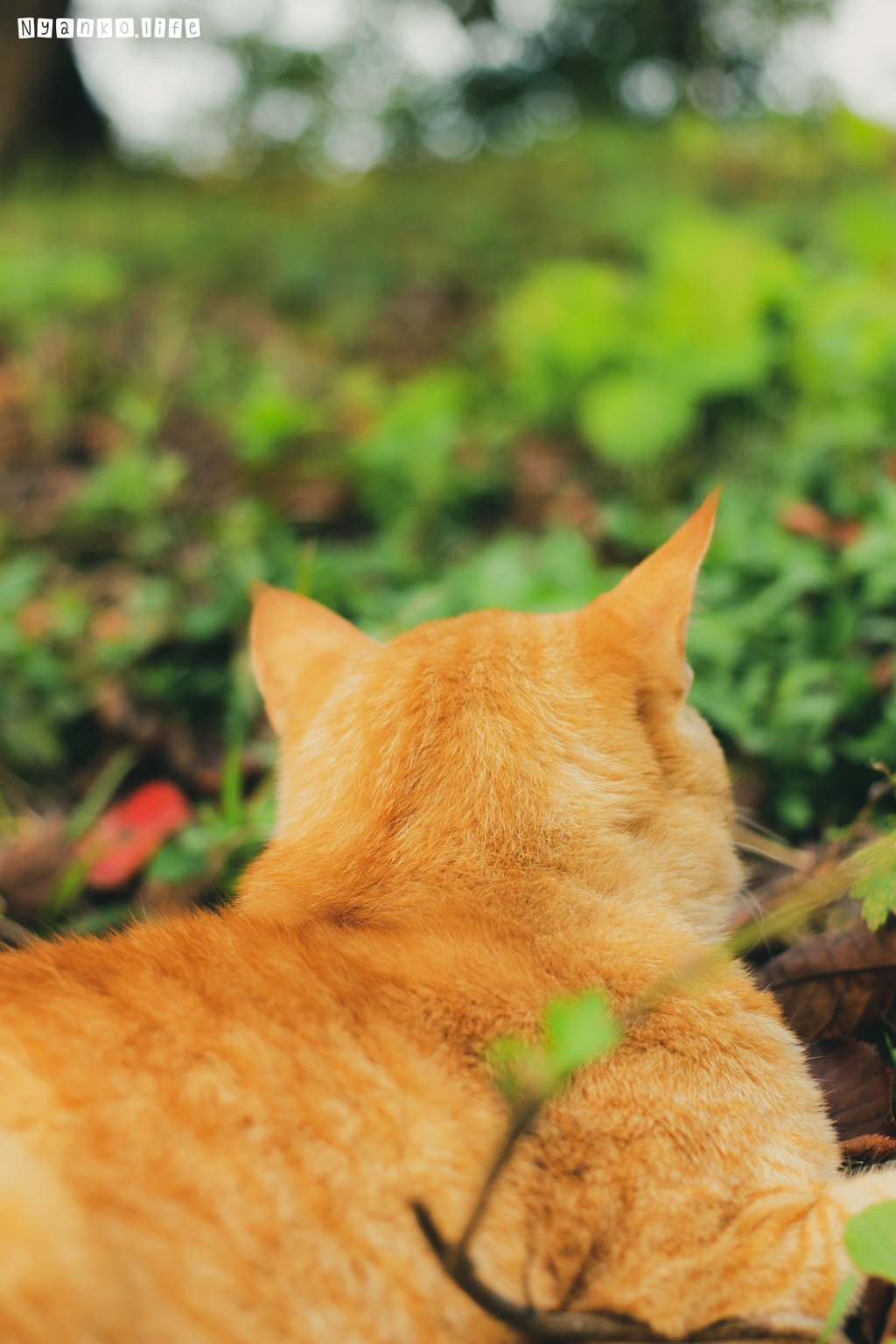 そっと心を励ましてくれるように佇む茶トラの猫の後ろ姿